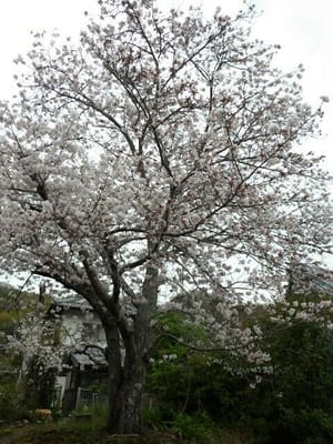 大きな桜の木