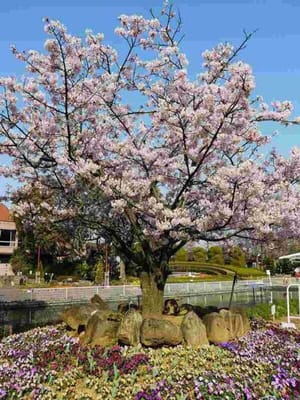 【2024年】　鎌倉で、人気の桜名所5選！　見頃時期や絶景ポイントをチェックして、桜鑑賞を楽しもう !!