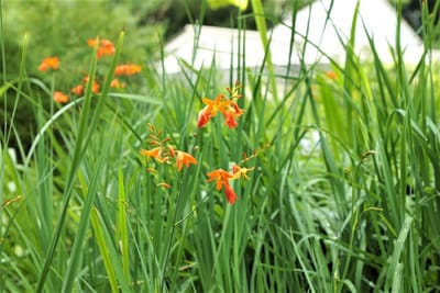 東山植物園　宿根草園の花々