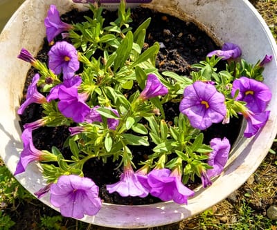 　　「我が家の花壇」 　✿　 ペチュニア（Petunia ） ✿