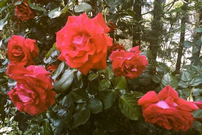 🌹 バラが咲き誇る ”横浜イングリッシュガーデン” を散歩 !