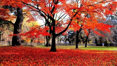 見事な紅葉の京都御苑