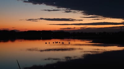 多々良沼の夕景と白鳥