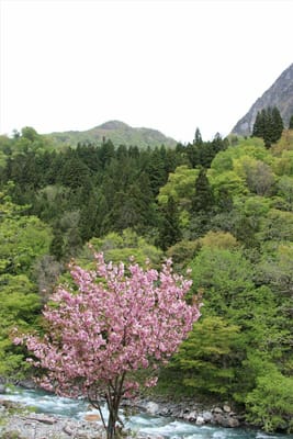 小滝川ヒスイ峡3～八重桜