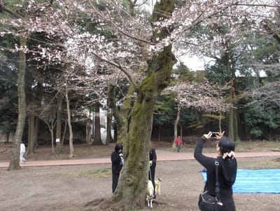 桜を撮る娘