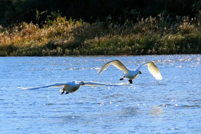 輝く川面を飛ぶ２羽の白鳥