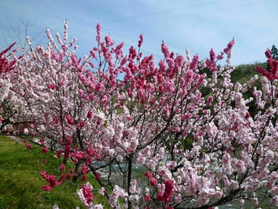昼神温泉、阿智川沿いの花桃
