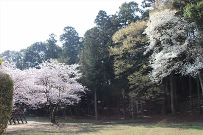 流山の桜3