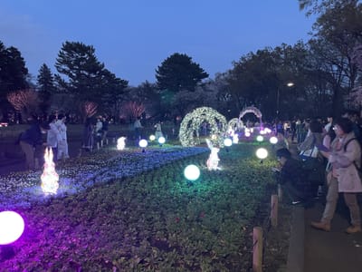 小金井公園のライトアップ