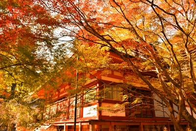 奈良県　談山神社の紅葉