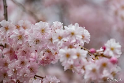 昭和記念公園のしだれ桜