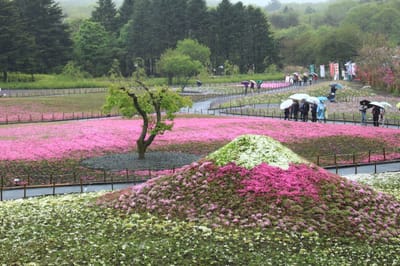 富士芝桜まつり 1