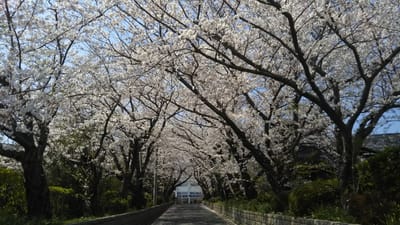 平成最後のロケ地のソメイヨシノ桜🌸