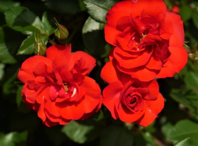 ✿ 地元、横浜市岡野公園の "春の薔薇"が見頃！