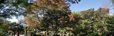 <大磯城山公園>  日本情緒あふれる公園を彩る " 紅葉 "