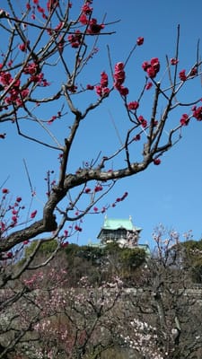 大阪城の梅！