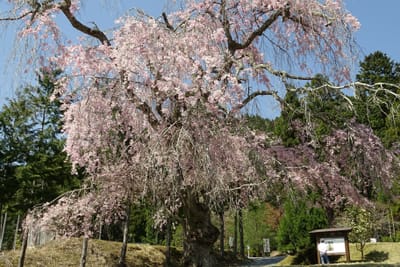 常照皇寺の枝垂れ桜