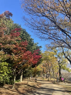 梅小路公園の紅葉