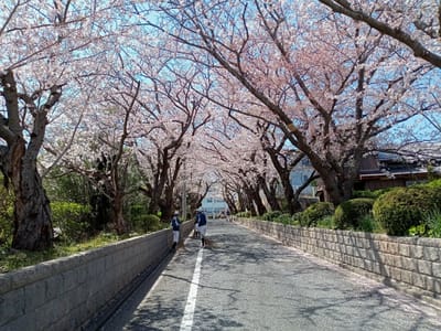 毎年同じ場所で撮影しているロケ地のソメイヨシノ桜🌸並木１
