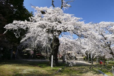 高森町 瑠璃寺の桜 200年