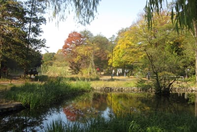 秋の三宝寺池