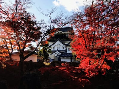 岡崎城の紅葉🍁