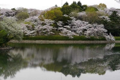 　　　🌸 　桜のお花見が、待ち遠しい季節　　🌸