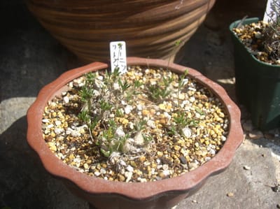 ユラユラの揺れる蕾世界最小級の多肉球根観葉観賞植物　オーニソガラム　
