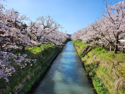 富山高岡の近くに咲いた桜並木。