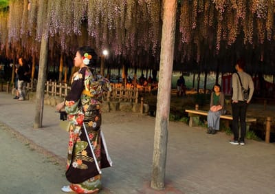 津島天王川の藤は幻想的な夜景　蔵出し