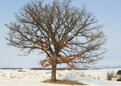 雪解け　芽吹き直前の木