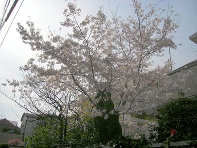 ご近所の桜（2021.03.27）全3枚