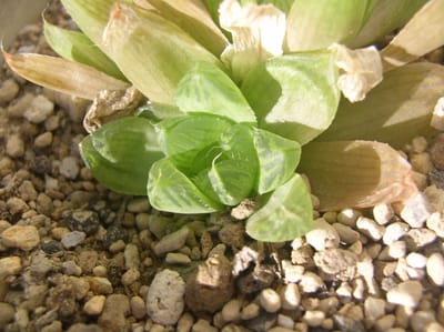 多肉植物　ハオルチア　シンビフォルミスに個体の生育観察