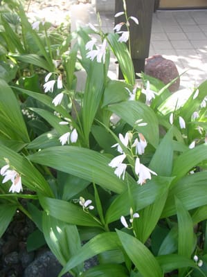 シランの白花とシラン普通品種