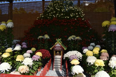 姫路城の菊花展