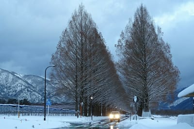 雪のメタセコイア並木　④