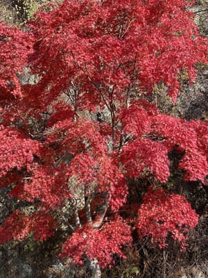 愛知県新城市の鳳来寺の紅葉