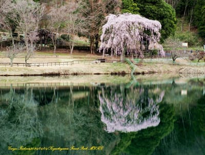 ダム湖に映える枝垂れ桜