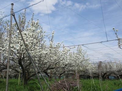 梨畑も花盛り