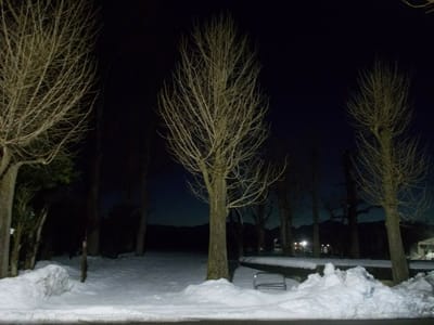 夜明け前の銀杏並木雪景色