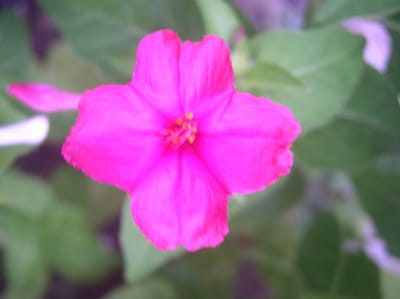 一日一花オシロイバナ№153 変化型四弁型　紅紫単色花