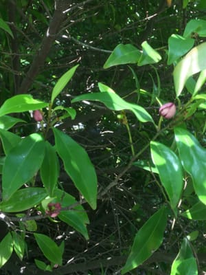 カラタネオガタマ(唐種招霊)の木と花