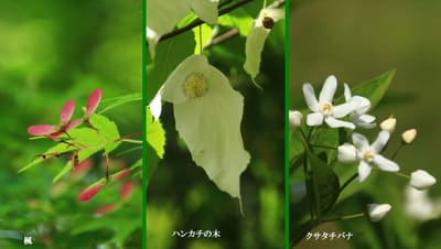 小石川植物園 8