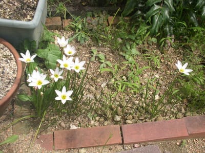 白花ゼフィランサス開花