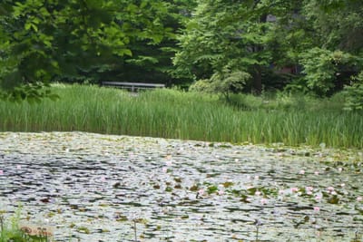 北海道大学の睡蓮の池