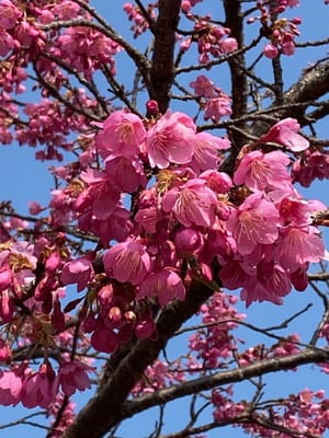 緋寒桜です。