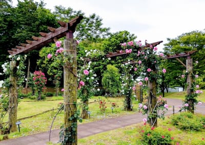 「バラのアーチ」　　　バラ園をメインに「北総花の丘公園」散策      2021年５月11日