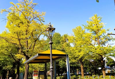 　🔵　” 秋の山下公園 ”　散策　🔵　”イチョウ並木” 黄葉