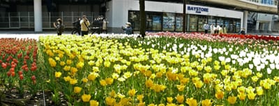 　🌷 よこはま花と緑のスプリングフェア 2022 開催！