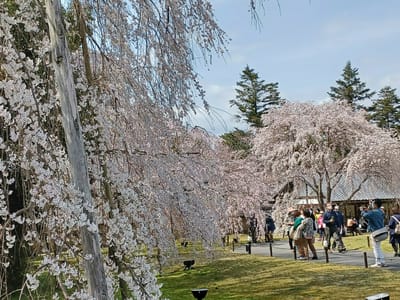 京都醍醐寺のしだれ桜